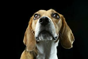 Portrait of an adorable Beagle photo