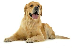 golden retriever relaxing in white studio photo