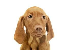 Portrait of a lovely magyar vizsla puppy photo