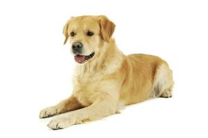 Studio shot of an adorable labrador retriever photo