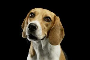 retrato de un adorable beagle foto