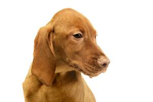 Portrait of a lovely magyar vizsla puppy photo