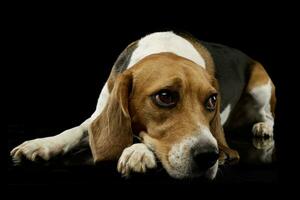 Studio shot of an adorable Beagle photo