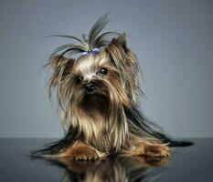 dulce Yorkshire terrier acostado en un reflexionando mesa foto