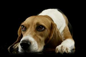 Studio shot of an adorable Beagle photo