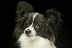 Papillon  in the black photo studio background