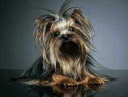 dulce Yorkshire terrier acostado en un reflexionando mesa foto