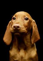 Portrait of a lovely magyar vizsla puppy photo