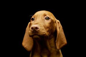 Portrait of a lovely magyar vizsla puppy photo