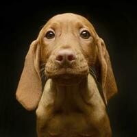 Very cute puppy hungarian Vizsla in the dark studio photo