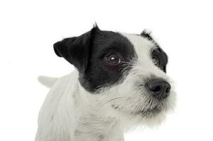 un adorable párroco Russell terrier mirando emocionado foto