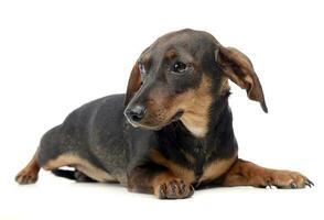 Dachshund in a white isolated background photo