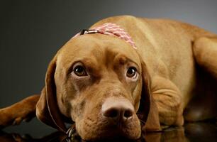 Studio shot of an adorable Magyar Vizsla photo