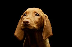 retrato de un encantador magiar vizsla perrito foto