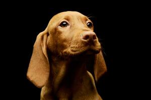 retrato de un encantador magiar vizsla perrito foto