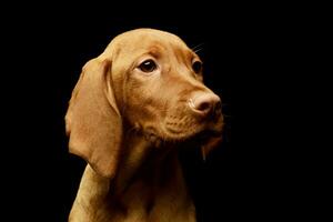 retrato de un encantador magiar vizsla perrito foto