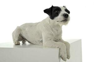 un adorable párroco Russell terrier acostado en un blanco cubo foto