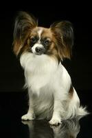 Papillon  in the black photo studio background