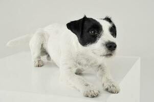 un adorable párroco Russell terrier acostado en un blanco cubo foto