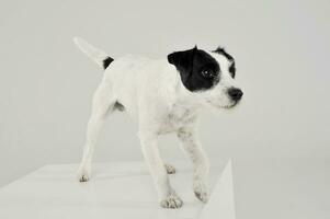 An adorable Parson Russell Terrier standing on a white cube photo