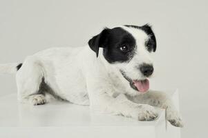 un adorable párroco Russell terrier acostado en un blanco cubo foto