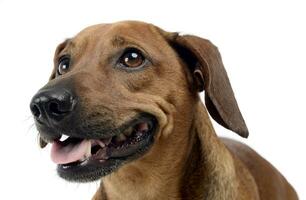 perro tejonero en un blanco aislado antecedentes foto