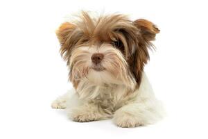 Studio shot of a cute Biewer Yorkshire Terrier puppy photo