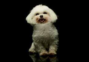 Studio shot of an adorable Maltese photo