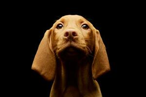 Portrait of a lovely magyar vizsla puppy photo