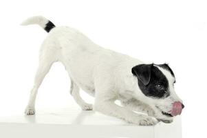 An adorable Parson Russell Terrier is ready to jump on a white cube photo