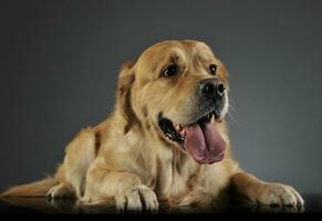 sweet Golden retriever enjoy photo shooting in studio