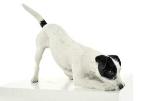 An adorable Parson Russell Terrier is ready to jump on a white cube photo