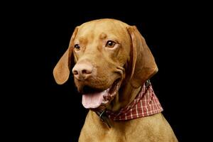 Portrait of an adorable Magyar Vizsla photo