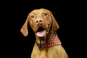 Portrait of an adorable Magyar Vizsla photo