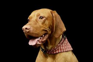 Portrait of an adorable Magyar Vizsla photo