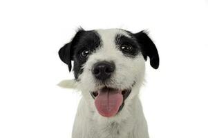 An adorable Parson Russell Terrier looking happy at the camera photo