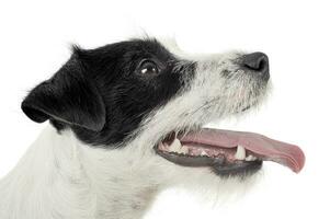 retrato de un adorable párroco Russell terrier mirando satisfecho foto