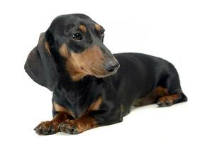 Dachshund in a white isolated background photo