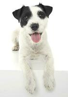 párroco Russell terrier acostado y mira a usted en el blanco foto estudio