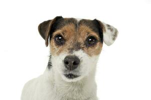 An adorable Parson Russell Terrier looking curiously at the camera photo