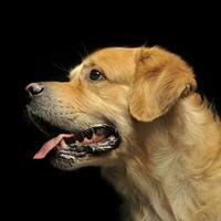 sweet Golden retriever enjoy photo shooting in studio