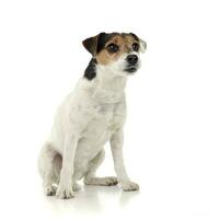 An adorable Parson Russell Terrier sitting on white background photo