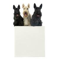 Studio shot of three adorable Scottish terrier sitting on a box photo