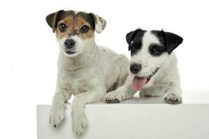 Studio shot of two adorable Parson Russell Terrier lying on a cube photo