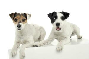 Studio shot of two adorable Parson Russell Terrier lying on a cube photo