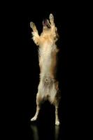 estudio Disparo de un adorable Labrador perdiguero foto