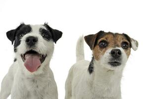 Two adorable Parson Russell Terrier looking curiously at the camera photo