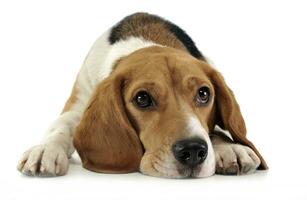 Beagle relaxing in the white background photo