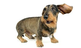 Dachshund staying in the white photo studio