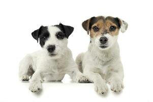 Two adorable Parson Russell Terrier looking curiously at the camera photo